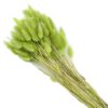 Lagurus (ca.50g) – Bild 3