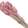 Lagurus (ca.50g) – Bild 5