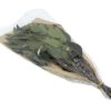 Eukalyptus Spitz (ca.75g) – Bild 2