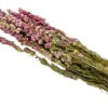 Rittersporn 65-75cm (75g) – Bild 2