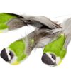 Vogel 13cm – Bild 3